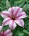 John Warren Clematis Vine - Huge 9" Flowers - 2.5" Pot