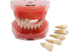 Standard Dental Demonstration, YOUYA DENTAL Teeth Model Teaching Model Study Tool Soft Gums Teaching Dental Mode with 28 Remo