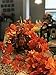 Forever Flowers Fall Leaves Garland Decoration (10 Strands) | Each Vine 6.5ft of Beautiful Autumn Colored Leaves for Indoor/Outdoor Fall Decor