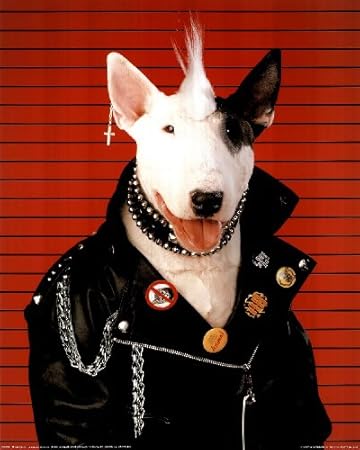 spud bull terrier