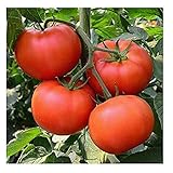 David's Garden Seeds Tomato Beefsteak Homestead