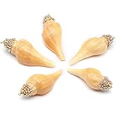 QSLLER 10pcs Natural Multicolor Sea Shell Beads Conch Shell Beads For Making DIY Craft Fish Tank Aquarium Ornaments