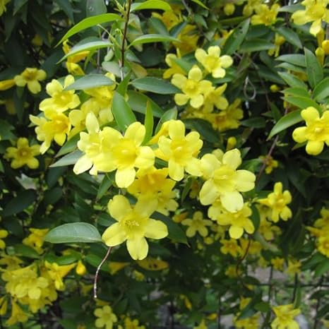 Amazon カロライナジャスミン3 3 5号ポット 3 3 5株セット つる性 花