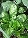 Caleb's Heirloom Deep Winter Lettuce Seed