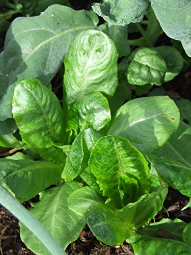 Caleb's Heirloom Deep Winter Lettuce Seed