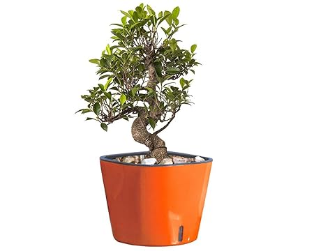 Lucky Leafy Ficus S Shape 6 Year Old Bonsai Plant Self Watering Orange Pot || Air Purifier