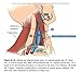 Nelson Textbook of Pediatrics: Expert Consult Premium Edition - Enhanced Online Features and Print