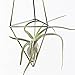 Wall Freestanding Hanging Metal Triangular Shape Tillandsia Air Plant Holder Rack Geometric Himmeli Sculpture Bronze Color (HEIGHT 9.8 inches) No Plants