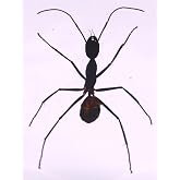 2.3" Real Giant Forest Ant in Crystal Clear Lucite Resin Specimen Preserved Camponotus Gigas Insect Bugs Taxidermy Collection for Biology Science Education &amp; Desk Ornament Display Supplies