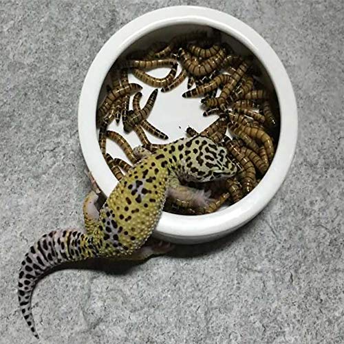 4 Tfwadmx+Reptile+Ceramic+Triangular+Chameleon