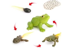 Hvogvok Frog Growth Cycle Set, Animal Lifecycle Model for Kids & Party Favorites