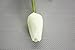 COOBL Artificial Silk Flower High Grade Decorative Tulip Flower Wedding Bouquet Bride Holding Garlands Vine DIY Floral Art Plant Bride Home Decor(20pcs) (White)