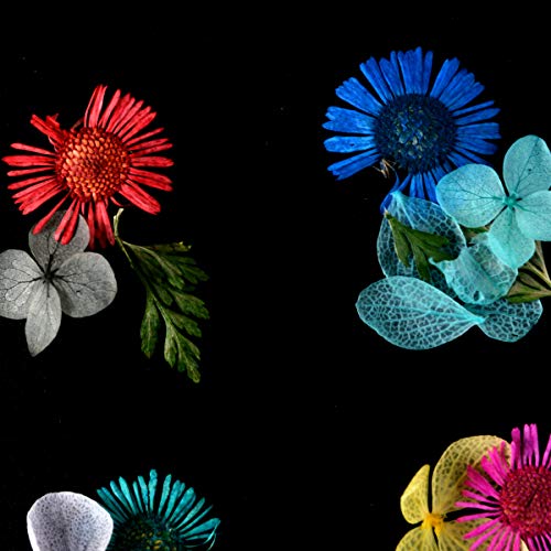 editTime 36 PCS Nail Dried Flowers Daisy Hydrangea Macrophylla and Leaf for Manicure Natural Real Dry Flower Kit 3D Nail Art Sticker Flower Beauty Nail Stickers