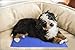 AUGYMER Dog Cooling Mat, Cool Gel Mat Chilly Gel Pad for Pet Dogs Cats Cooling Bad Mats 65*50cm