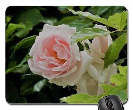 Amazoncom Mouse Pad Blanche Rose Fleur Flore La Nature