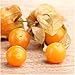 Package of 50 Seeds, Ground Cherry Tomatillo (Physalis pruinosa) Non-GMO Seeds By Seed Needs