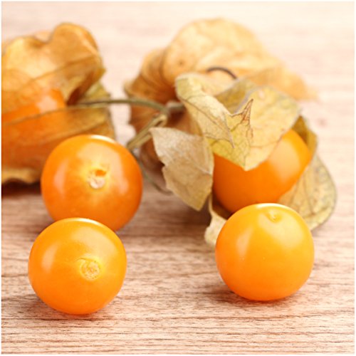 Package of 50 Seeds, Ground Cherry Tomatillo (Physalis pubescens) Non-GMO Seeds By Seed Needs