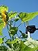 Tomato Ring - Tomato Cage - Plant support/Tomato support - 6 Pack