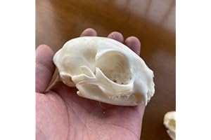 CEZUIC 1pcs Unique Real Cat Skull, Dog Skull, Fox Skull. Taxidermy Skull Collection,Specimen, Decorations (4)