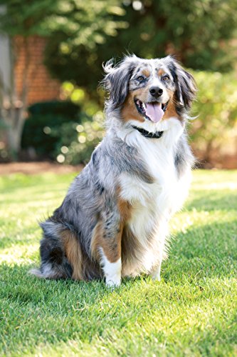 PetSafe YardMax Rechargeable In-Ground Fence Receiver Collar