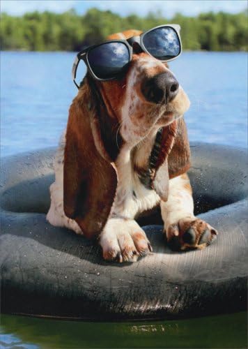 basset hound funny