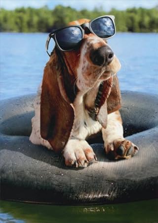 basset funny
