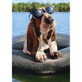 Basset Hound Wearing Sunglasses - Avanti Funny Dog Birthday Card
