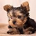2020 Yorkshire Terrier Puppies Calendar 16 Month 12 x 12 Wall Calendar by Bright Day Calendars (Yorkshire Terrier Puppies 2019)