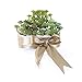 Supla 3 Pcs Assorted Green Artificial Succulent Cactus Echeveria Plants Unpotted Faux Succulent Cactus Desert Plants Flower Foliage for Succulents Wreath Floral Arrangement