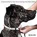 Logical Leather Padded Dog Collar - Best Full Grain Heavy Duty Genuine Leather Collar - Black - Medium