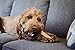 Dogwood Durable Real Wood Dog Chew Toy for Large Dogs, Safe and Durable Chew Toy by Petstages, Large (2 Pack)