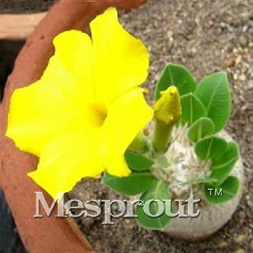 Seeds Shopp 100% True Yellow Desert Rose Seeds Potted Flowers Seeds Balcony Bonsai Plant Adenium Obesum Seeds -1PCS