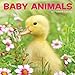 Summit Avalon 2017 Calendar 12 x 12 Wall Baby Animals (82362)