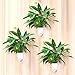3 Pack Self Watering Wall Planters, Clear Plastic Wall Planters Flower Pots Indoor Outdoor Window for All Plants, Succulents, Herb, African Violets, Flowers (Small)thumb 2