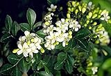 5 FRAGRANT ORANGE JASMINE SEEDS ** #1077