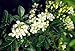 5 FRAGRANT ORANGE JASMINE SEEDS ** #1077