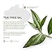 Organic Tea Tree Oil Conditioner : #1 with Tea Tree Oil, Argan Oil and Coconut Oil 3-in-1 Formula by Keeva - 100% Natural Ingredients - Perfect for Moisturizing Damaged, Dry, Curly, Color Treated Hair