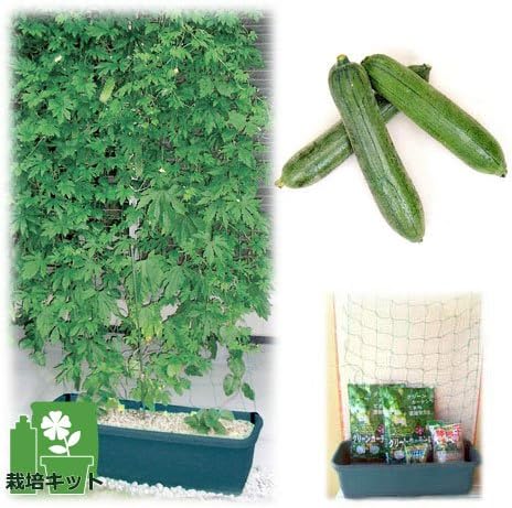 Amazon Co Jp 苗から育てる緑のカーテン栽培セット ナーベラー 食用ヘチマ ホーム キッチン