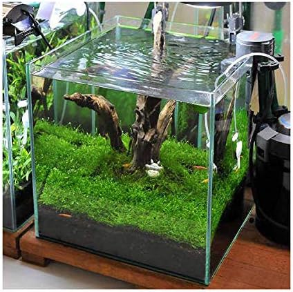 水草 初めての流木レイアウトセット ３０ｃｍキューブ水槽用 水草 流木のみ 本州四国限定 Charm チャーム 生体水草 通販 Amazon