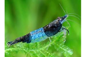 SF Aquatic™ 10 Blue Rili Shrimps High Grade Neocaridina Live Freshwater Aquarium Shrimps. Mature Breeding Age. Live Arrival Guarantee.