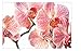Rosie Sanders' Flowers: A Celebration of Botanical Art