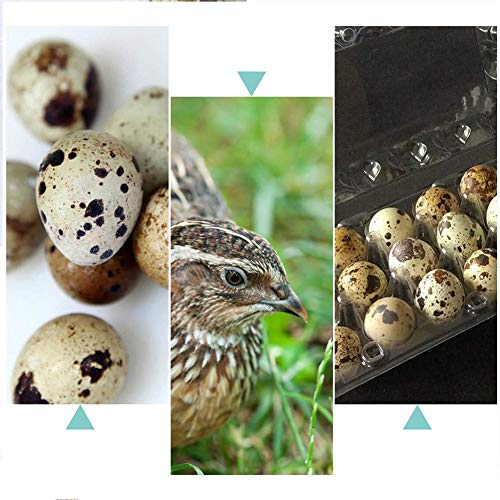 Quail Egg Kartons, 50 Stück, Wachteleier, wiederverwendbar, ecyclebarer Kunststoff Eierkarton für den Kühlschrank, jeder Platz für 12 kleine Wachteleier, Fasan oder Grouse – Bild 4