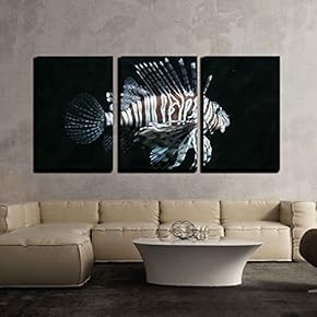 3 Piece Canvas Wall Art - Red Lionfish (Pterois volitans). - Modern Home Art Stretched and Framed Ready to Hang - 16"x24"x3 Panels