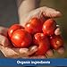 Muir Glen Organic Canned Tomato Sauce, No Salt Added, 15 oz. (Pack of 12)
