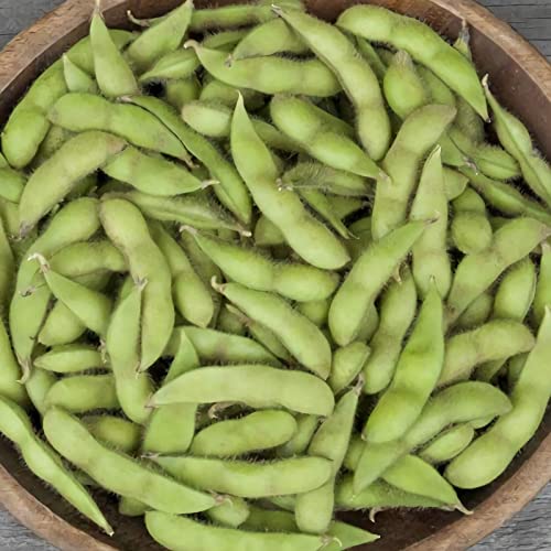 50 Pcs Midori Giant Edamame Seeds Heirloom HIGH Germination Rate Fresh