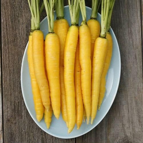 Organic Non-GMO Yellowstone Carrot - OPEN-POLLINATED - Garden Vegetable Seed for Planting (price includes shipping)