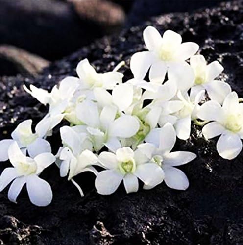 (Super White) Box of 50 Loose Fresh Dendrobium Orchid Flowers Orchid Blooms Tropical Flower For Wedding Restaurant Office Hotel Party Decorations By The Bloss