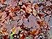 VitaminSea Organic Applewood Smoked Dulse - Flakes 2 oz / 56.5 G Maine Coast Seaweed - USDA & Vegan Certified - Kosher - Perfect for Keto or Paleo Diets - (AWSDF2)