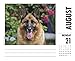 Just German Shepherds 2017 Box Calendar (Dog Breed Calendars)
