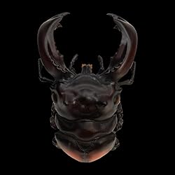 IFiDEA Animal Heavenly Body Series 11 Insect Chubby